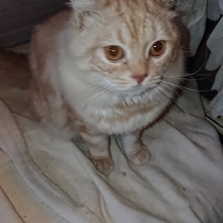 ミルキー色のチンチンラmix子猫！