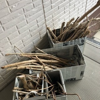 和歌山の流木の画像