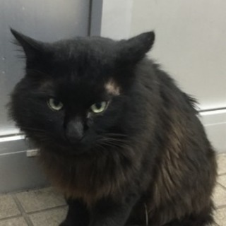 黒猫長毛猫   2歳半