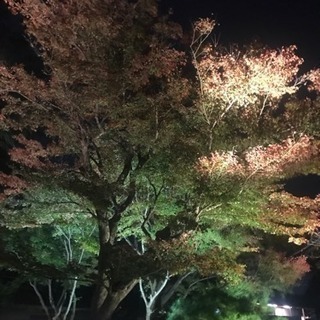 急遽
