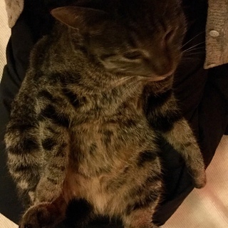 甘えん坊のずんぐりむっくりキジトラちゃん