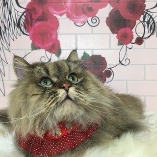 ワンちゃん 猫ちゃん のトリミングサロン