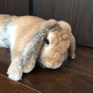 ［募集中]オスのロップイヤー　３歳半
