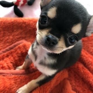 チワワ犬友募集✨