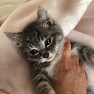 生後一カ月半くらいの可愛いオス猫