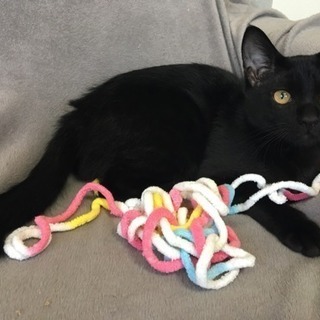 生後4ヶ月半 オス 黒猫
