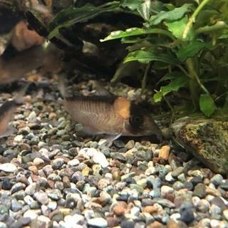値引きコリドラスイミテータ3匹3000円(熱帯魚水槽)生体