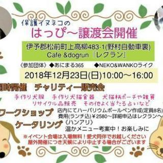 保護犬猫のはっぴ～譲渡会開催