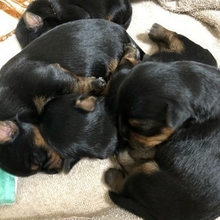 決まりました。ヨークシャーテリア 子犬