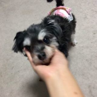 里親様決まりました！有り難うございます。