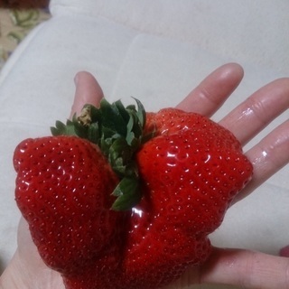 あまおう苺の収穫その他 自然が好きな方急募☆の画像