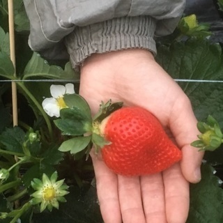 あまおう苺の収穫その他 自然が好きな方急募☆の画像