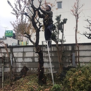 お庭の木の剪定 伐採致します 庭の手入れ店【所沢市 狭山市川越市...