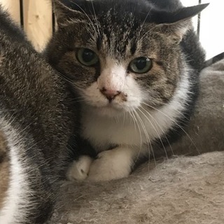 おまんじゅうフェイス、キジ白 アオイちゃん - 猫