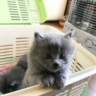 子猫 里親募集中