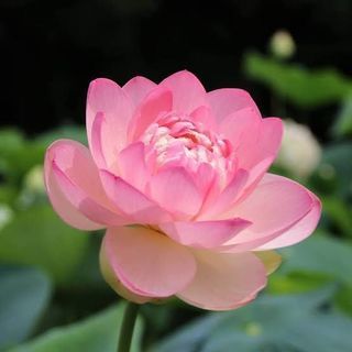 スキー、スノーボード仲間