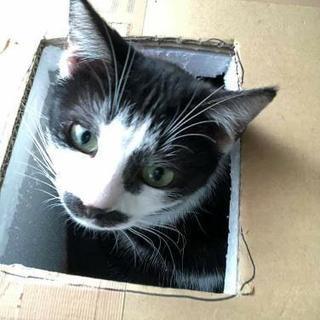 多頭飼育崩壊現場の成猫