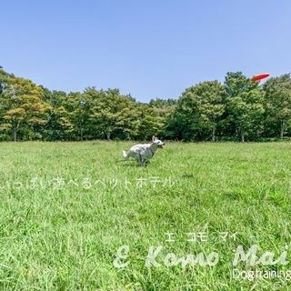 ペットホテル、犬の幼稚園　エコモマイ