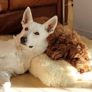ペットホテル、犬の幼稚園　エコモマイ - 多摩市