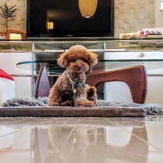 ペットホテル、犬の幼稚園　エコモマイ - ペット