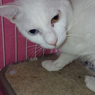 幸運を呼ぶオッドアイの子猫！