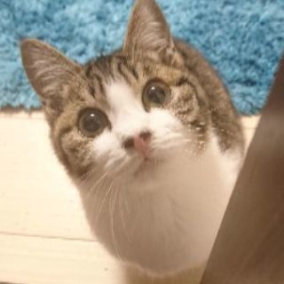 里親様見つかりました。