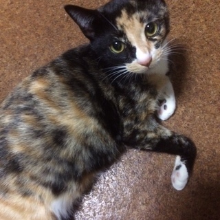 美人三毛　1歳3ヶ月　妊娠中ですので子猫から飼いたい方に