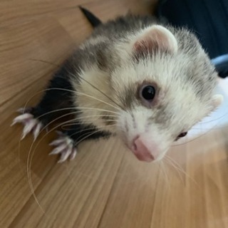 フェレット♂