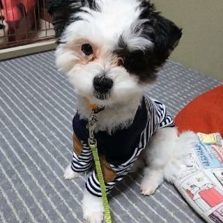 急募!!9ヶ月のチワマルの男の子です。