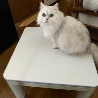 🍲こたつ🍊1〜2人用 YUASA製の画像