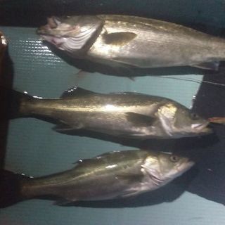 別府湾から瀬戸内海、豊後水道の釣り − 大分県