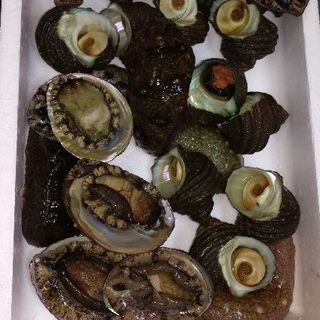 別府湾から瀬戸内海、豊後水道の釣り - その他