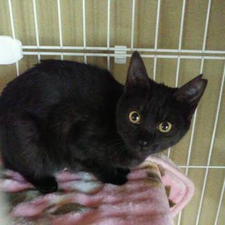 ブラックスモーク猫😺とあちゃん