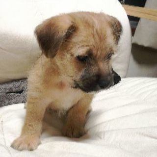 マルプー×ジャック 子犬 - 犬