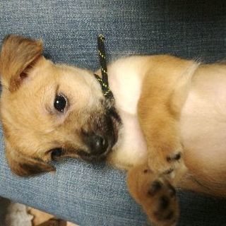 マルプー×ジャック 子犬