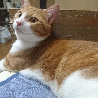 茶トラ白猫を探しています