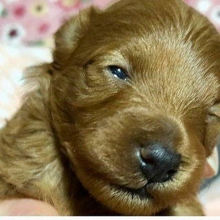 学校犬トイプードル赤ちゃん産まれました！トリマー・ドッグトレーナー養成学校★生徒募集の画像