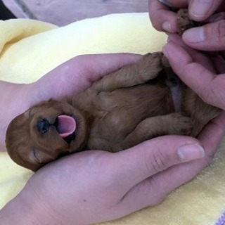 学校犬トイプードル赤ちゃん産まれました！トリマー・ドッグトレーナー養成学校★生徒募集の画像