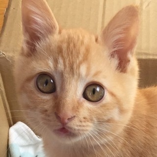 ※取引中※☆推定3ヶ月の猫くん(雄)の里親さん募集☆(滋賀県堅田...