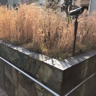 草むしり