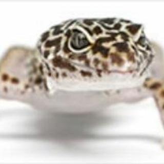 爬虫類好きの友達