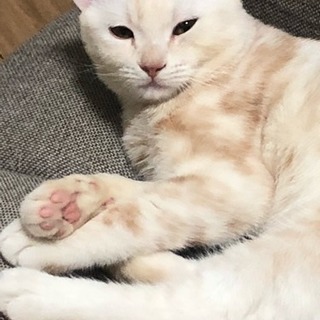 うちで飼えなくなったので