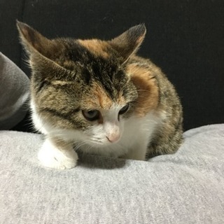 生後３ヶ月ほどの三毛猫ちゃん 里親候補さんと調整中です