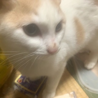 カワイイ仔猫もらって下さい🐈🐈🐈