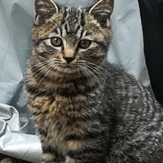庭猫でした(ボランティア団体に届け済み)