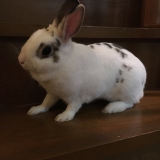 ミニうさぎ里親募集