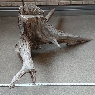 自然流木　大きめの画像