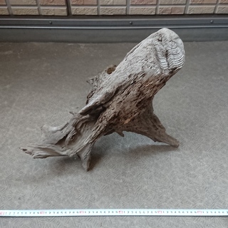 自然流木の画像