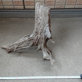 自然流木