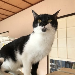 ちゅ〜る大好き💕黒白ちゃん(メス、手術すみ)